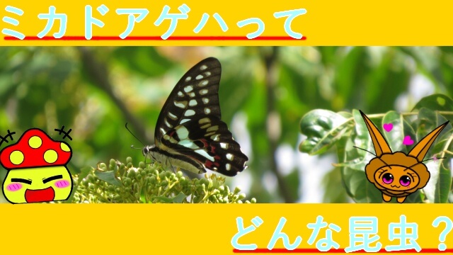 Thumbnail of post image 021